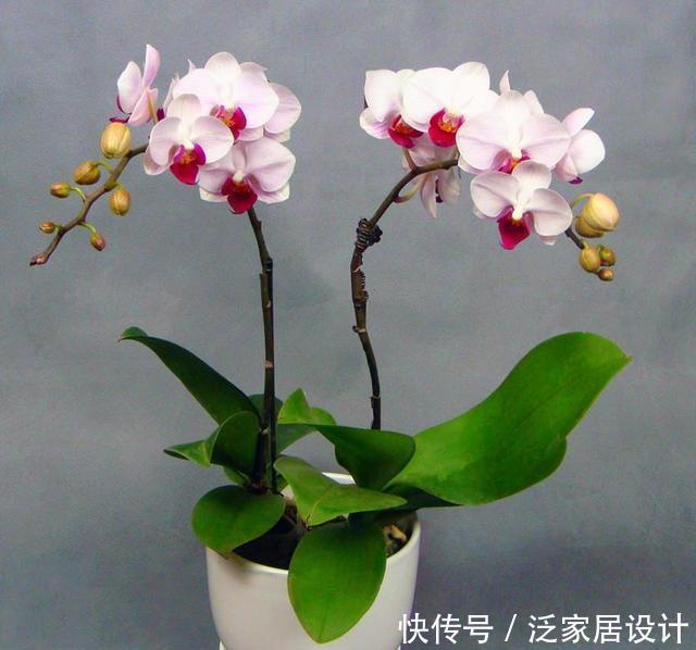 蝴蝶兰怎么浇水,三句话概括了浇水的全部窍门