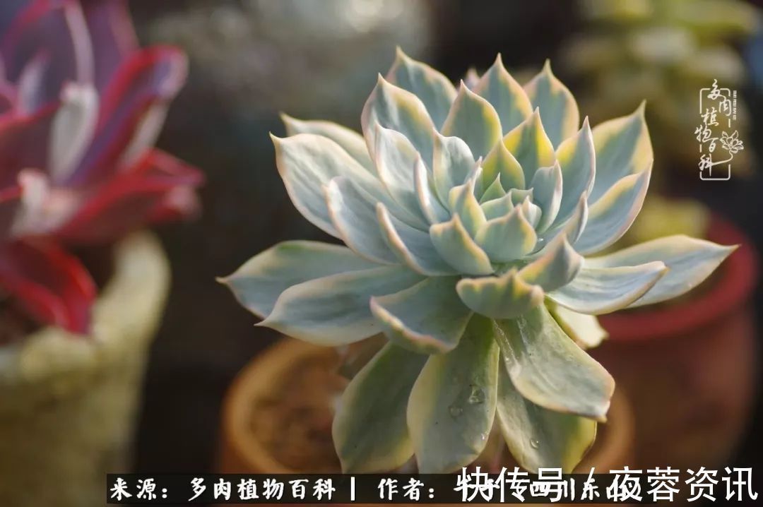 夏天|夏天日晒雨淋,秋老虎来势汹汹,你的多肉准备好逆袭了吗
