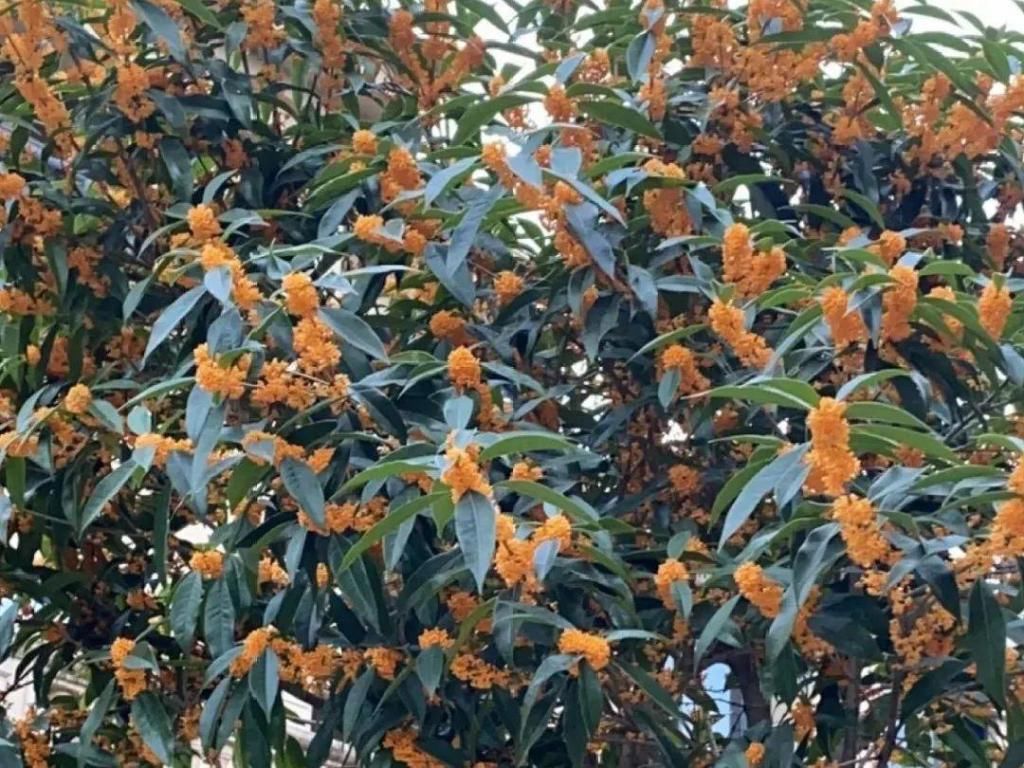 大门口种的花，开花好看，回忆满满