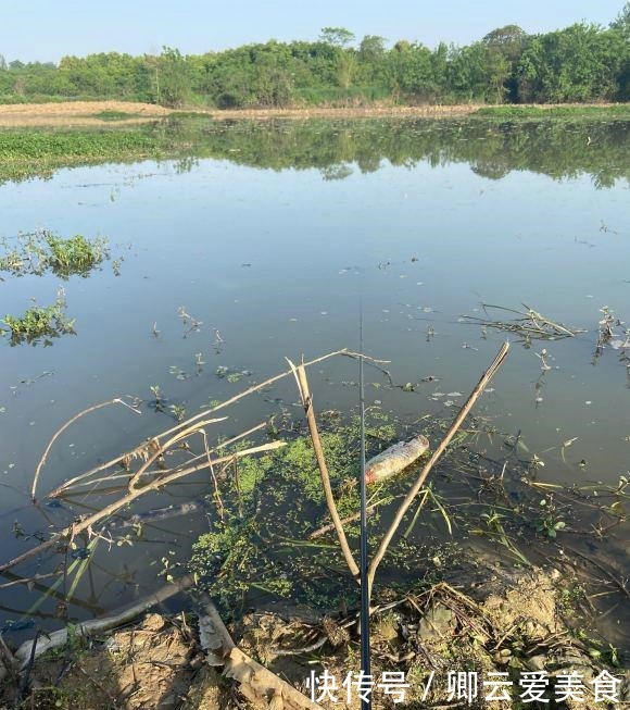 凶猛梭鲈鱼入侵山东多地,临沂钓鱼人:钓了几条,以为是鳜鱼