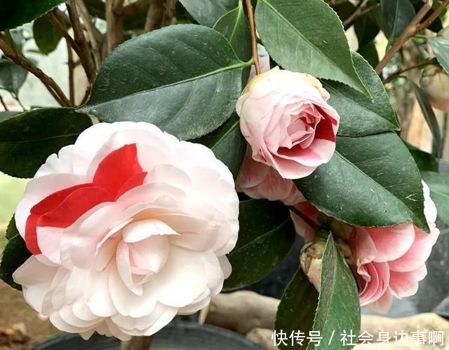 三四月是茶花的盛花季,别偷懒勤快些,枝繁叶茂,开花一茬茬!