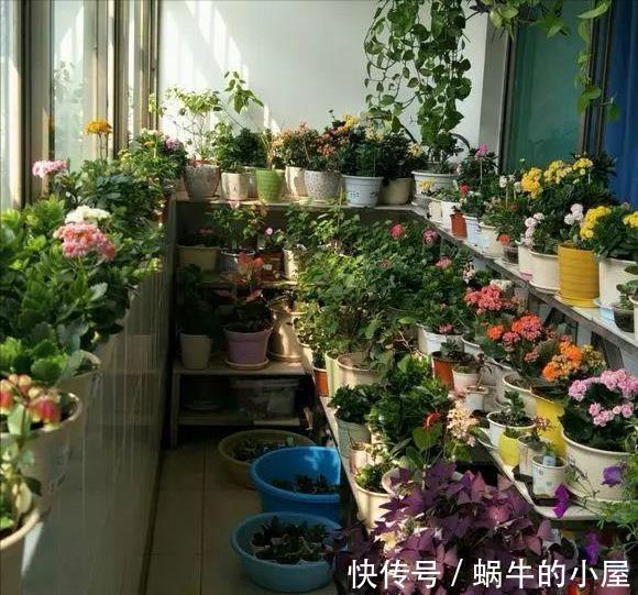 休眠|8种“漂亮花”，就怕暴雨天，淋雨就烂，赶紧搬到屋里去