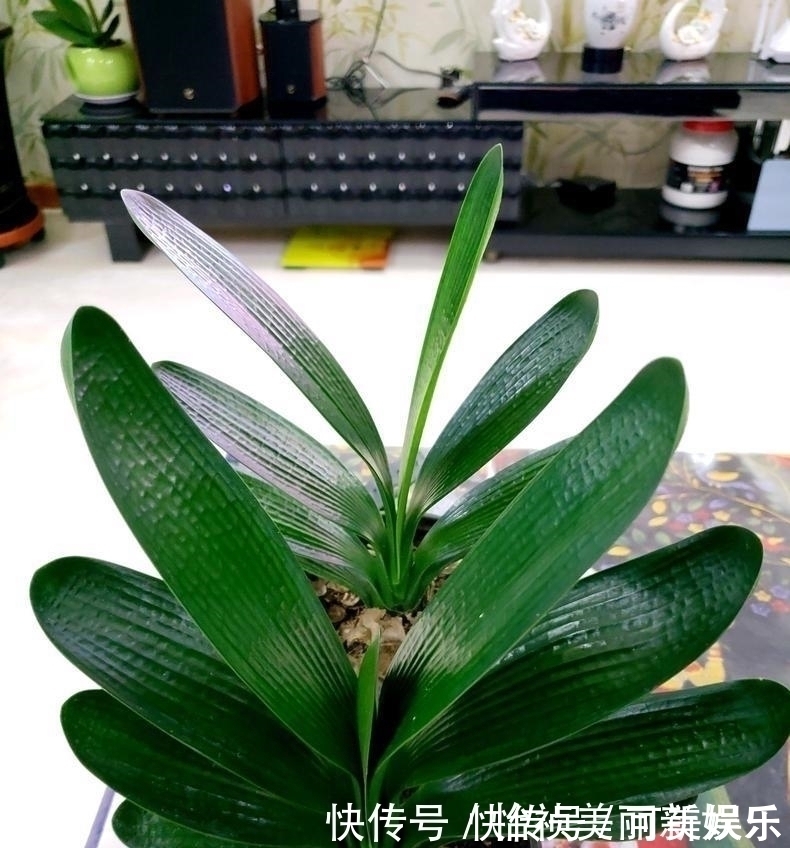 有机肥|君子兰不长新叶多是这些因素导致这样养,让君子兰快速生长