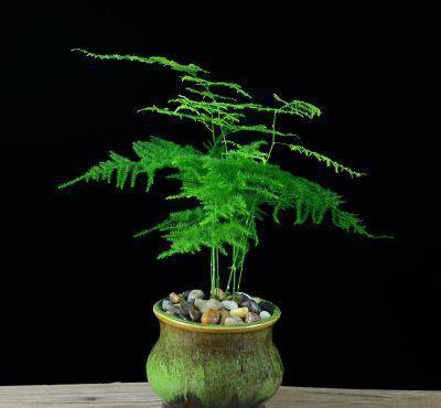 这些花不用太多光,放在家里的阴处养,开花大朵真漂亮