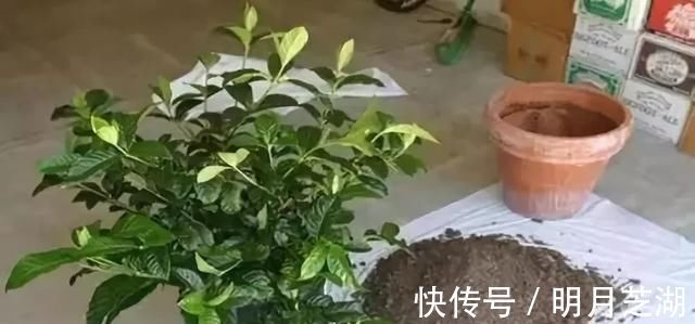 腐殖土|花盆里种的花不需要买泥土,用这种东西混合种的花草都很旺盛