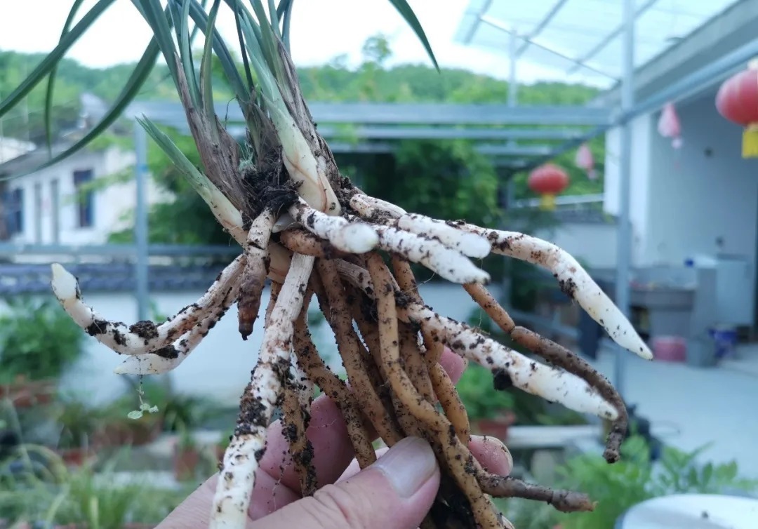 种植|用花生种植兰花？很多人第一步就错了，正确的技巧是这样的