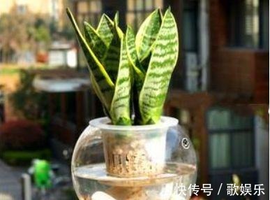 这“3种”植物在水中养,比在土壤生长“快几倍”,叶片更油绿!