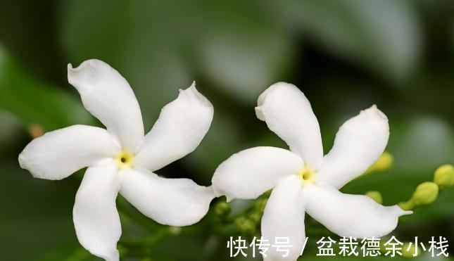 34种常见花草耐冻极限温度,哪些该搬到室内养,一清二楚