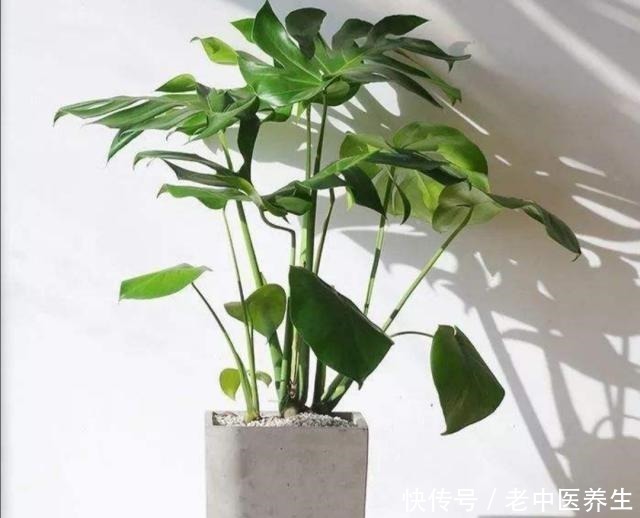 观叶|室内养什么植物好,4种常见观叶花卉,清新、美观又大方!