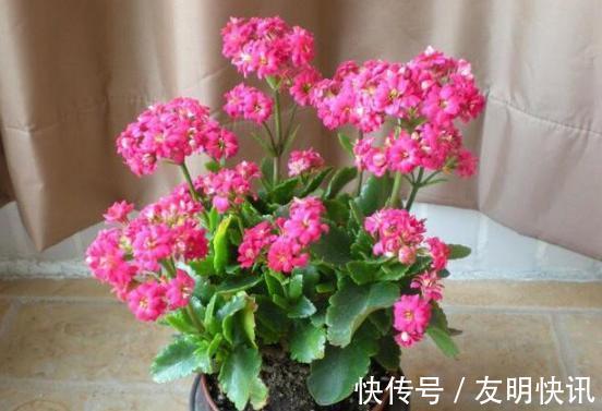 养分|盆栽养殖长寿花，花谢就修剪、施肥，等一个月又能催花了