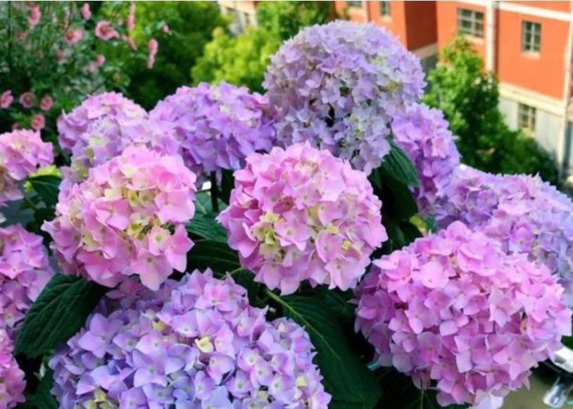 最适合新手养的4种花,沾土就能活,花香四溢飘满屋,美爆了