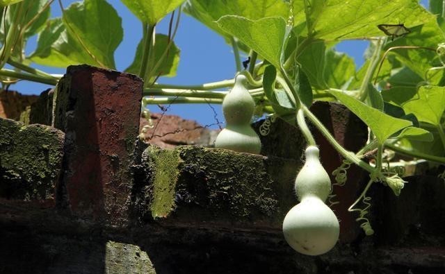 养殖|盆栽小葫芦容易出现黄叶,四点做好后,苗更壮,叶更绿