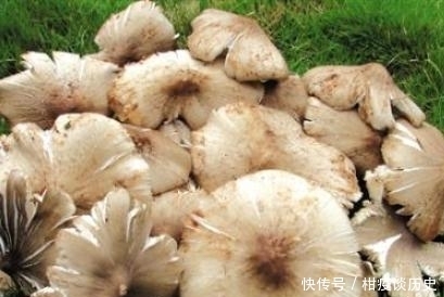 居住|云南六大独特美食 在云南居住超十年人都未必全吃过 无过桥米线