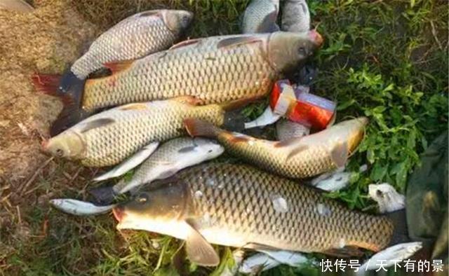 钓鱼|夏季钓鱼,出钓时间的选择,不是大鱼少,是没赶上大鱼进食的时间