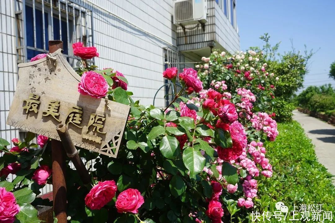 院子|这样的小院，谁不爱？