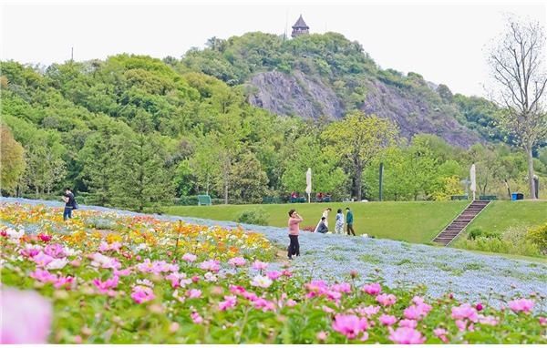 辰山植物园网红花海又添新宠——情花芍药唯美绽放