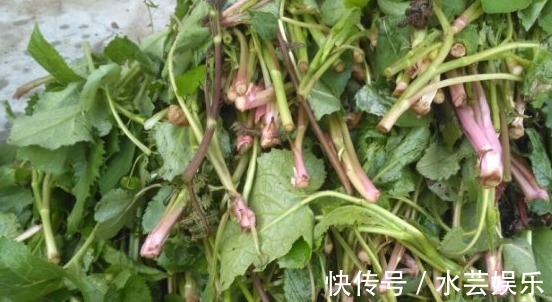 清热解毒|没人注意的山野菜，确实一道美味，用来凉拌清热解毒！