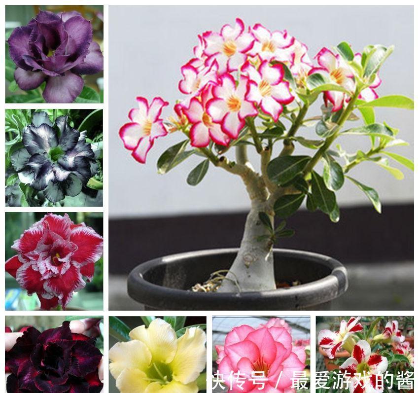 5种漂亮花,冬天爱睡觉,少水缺粮多晒晒才能长得好