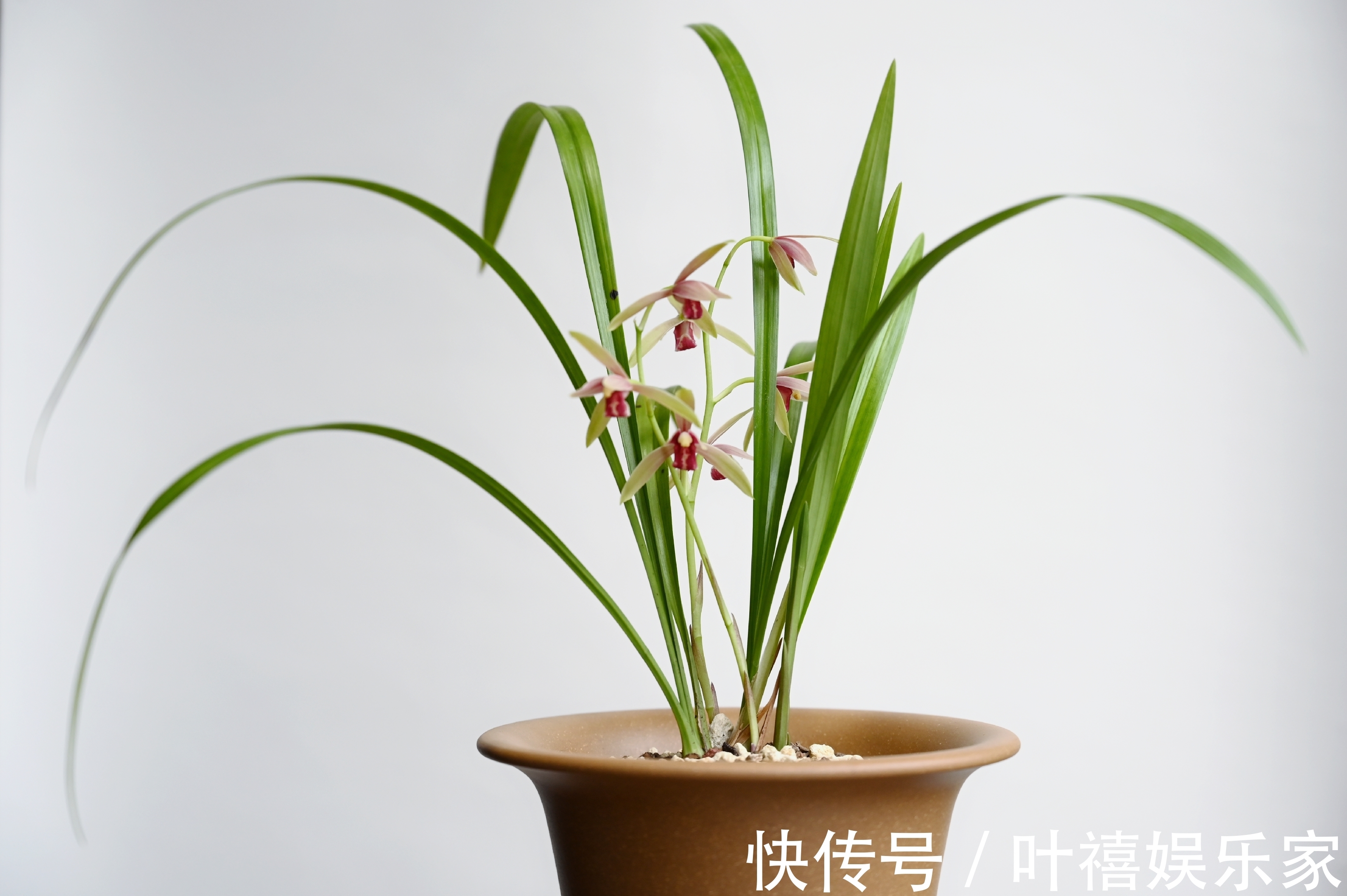 兰花焦尖的6大原因,搞清楚了好对症下药,兰花焦尖不用怕