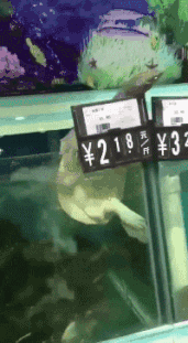 |搞笑GIF：对面的三个小哥哥，你惹起别人的羡慕嫉妒恨了！