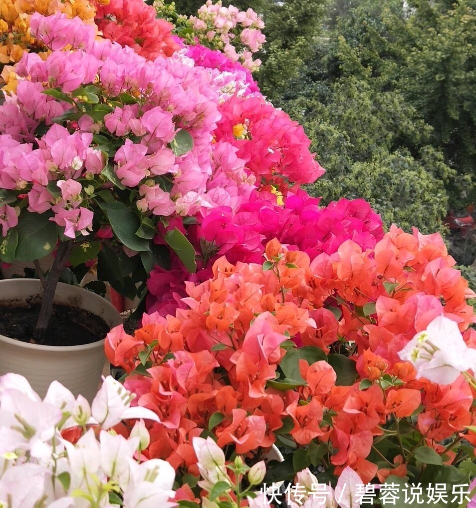 旺盛|三伏天养花，6个“坏毛病”戒掉，植物安全度夏，越长越旺盛