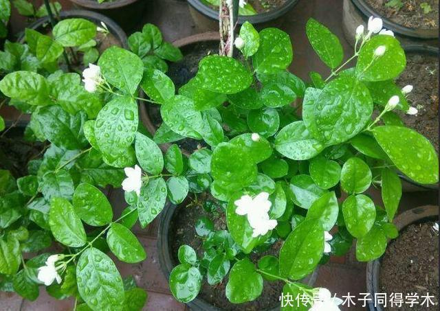 扦插|8种花不用买，去朋友家掐个叶片插土里，7天就生根，太容易成活了