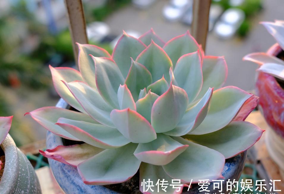 老桩|喜欢薄叶多肉,却没养过蓝光?那就像吃火锅不放香菜一样没有灵魂