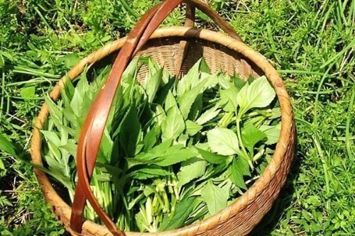 消炎|农村此草遍地都是，拿来洗头，坚持一个月，好处不请自来