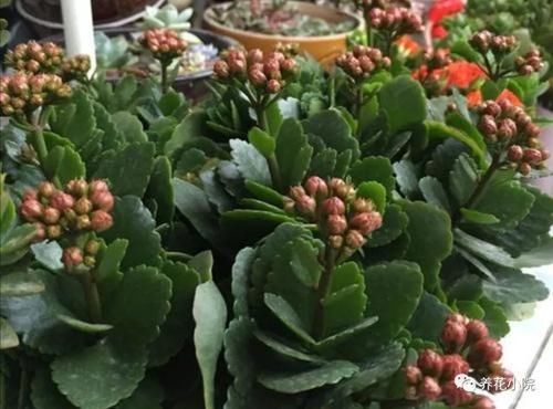  太冷的水|冬天养长寿花，浇水要做到“3不浇”，不然花期容易烂根黄叶