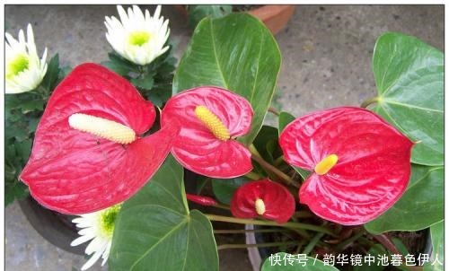 家家都有的液体,给花喝一勺,半年不用施肥,养啥都旺盛!