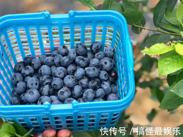 维生素若是怀孕了,4种“零食”孕妈每天吃,或能生个高颜值宝宝!