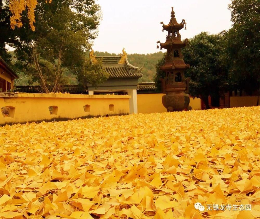 银杏|龙寺生态园百年银杏耀眼上线，身着绝美金装与你三生有“杏”