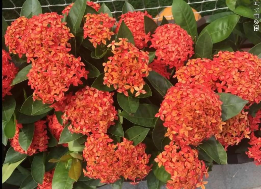 大门口种的花，开花好看，回忆满满