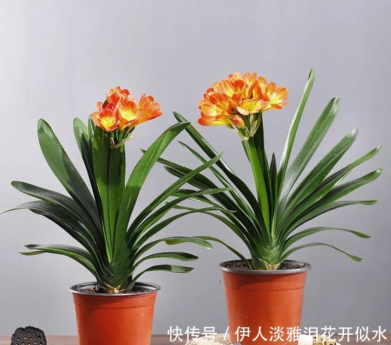 给君子兰换盆,3个错误不能犯,要不然伤根又黄叶