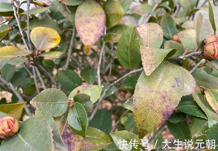 茶花黄叶花苞还打不开做好这5点,茶花开得又大又艳
