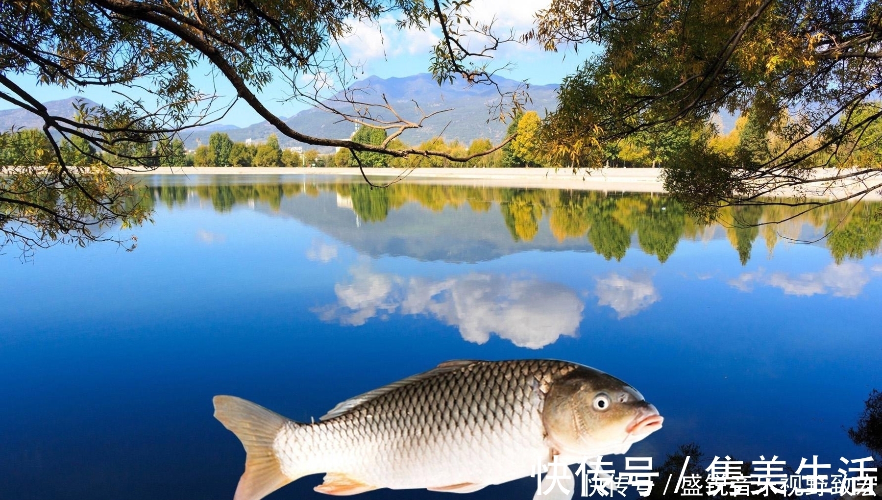 回锅鱼|什么物质的气味是鲤鱼非常喜欢的?钓鲤鱼轻松爆护的四种物质