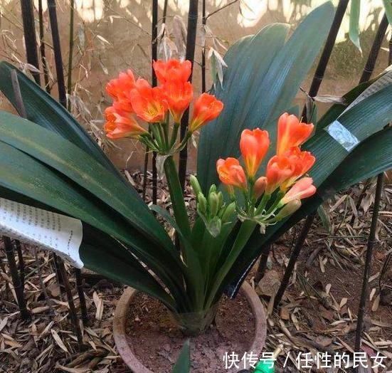 春天养花如何解决开花难拿它浇花，嗖嗖开出又大又漂亮的花