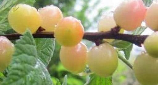 健康|为了孩子的健康发育,这种水果再贵也要舍得给孩子吃,家长别错过