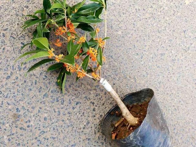 桂花|公认难养的20种花，养一盆死一盆，下次还敢买