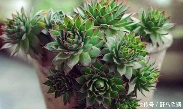 以下多肉的样子像莲花座,做好以下几点,能爆盆