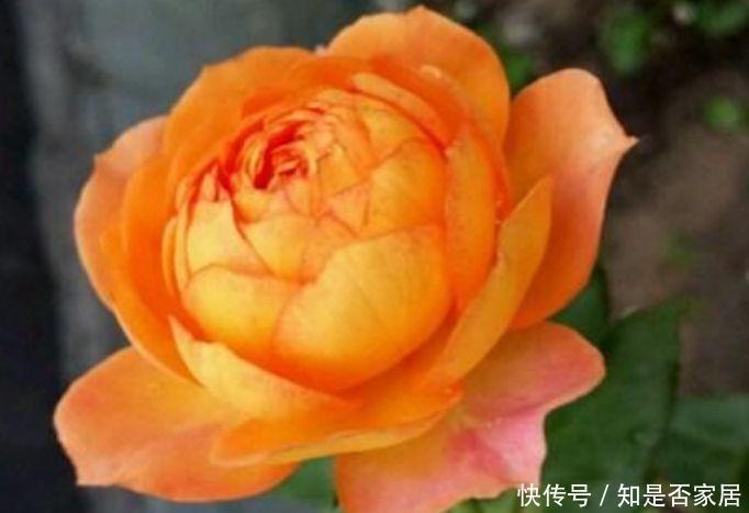 适合冬天养护的花卉,花色清雅漂亮,丢阳台蹭蹭窜,变成小花园