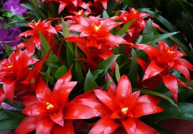 鸿运当头|建议养花人:4种花,别看不上,养护容易寓意好