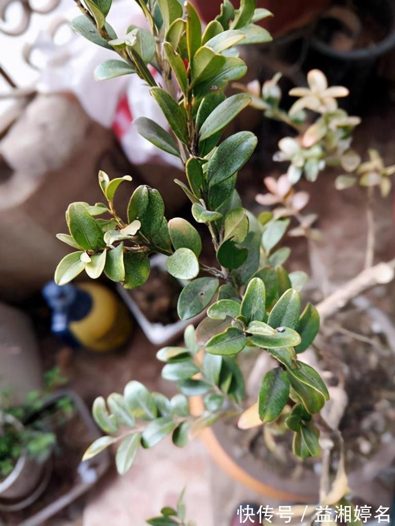 颜值|这6种颜值与寓意并存的盆景,每一盆都能闭眼入!好养,好寓意