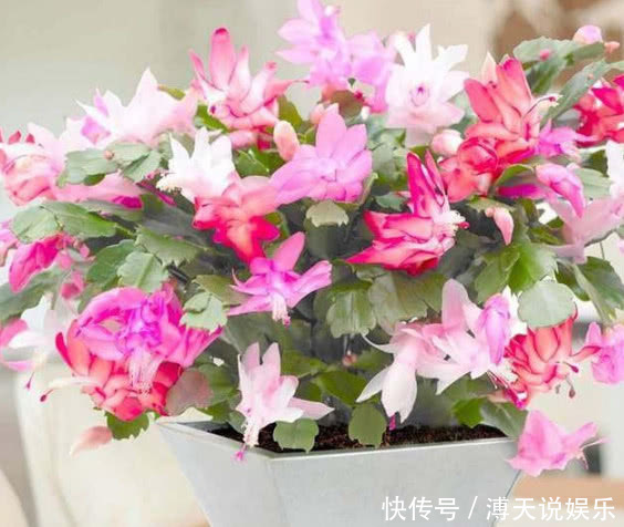 四季|家里就养这“4种花”，漂亮好养又便宜，四季开花不断，满屋飘香