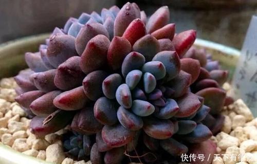 休眠|天热了,多肉出现“三症状”,就是休眠要遮荫,新手别忽视