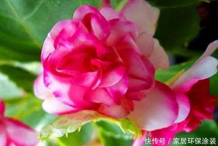 4种花养家里,漂亮又便宜,沾土就开花
