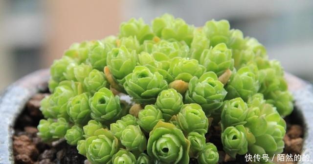 5种一般人养不活的多肉,入坑前要做“功课”,不然养一盆死一盆!
