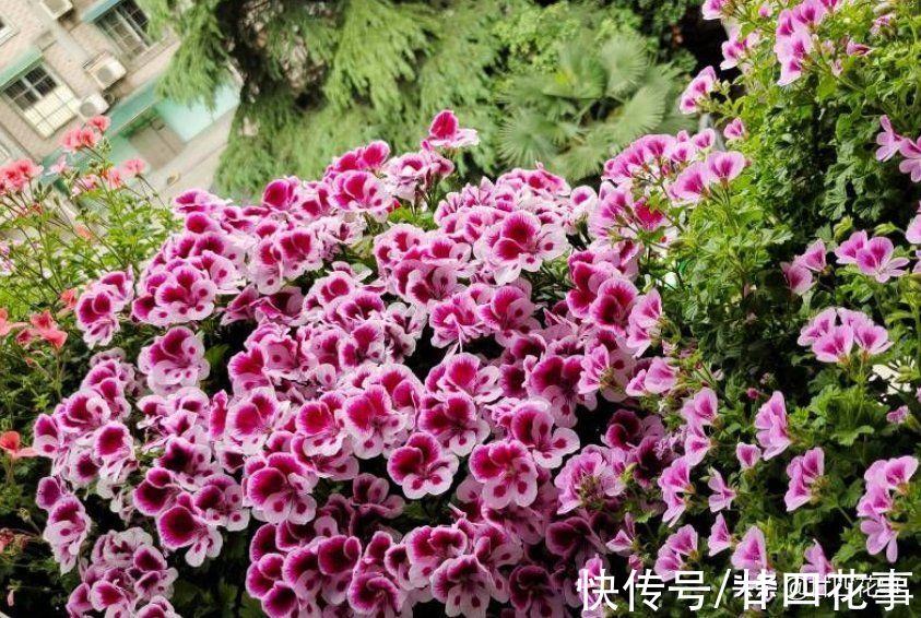 廿六|9月逛花市，6种花值得买，花量大花期长，秋冬实现“赏花自由”
