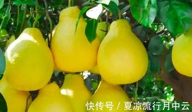 家乡|全国哪里的柚子最好吃认准这6个柚子产地,看有你家乡吗!