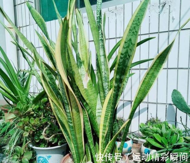 秋冬养虎皮兰,3个动作催一催,叶片挺拔有格调,还能爆出小崽子